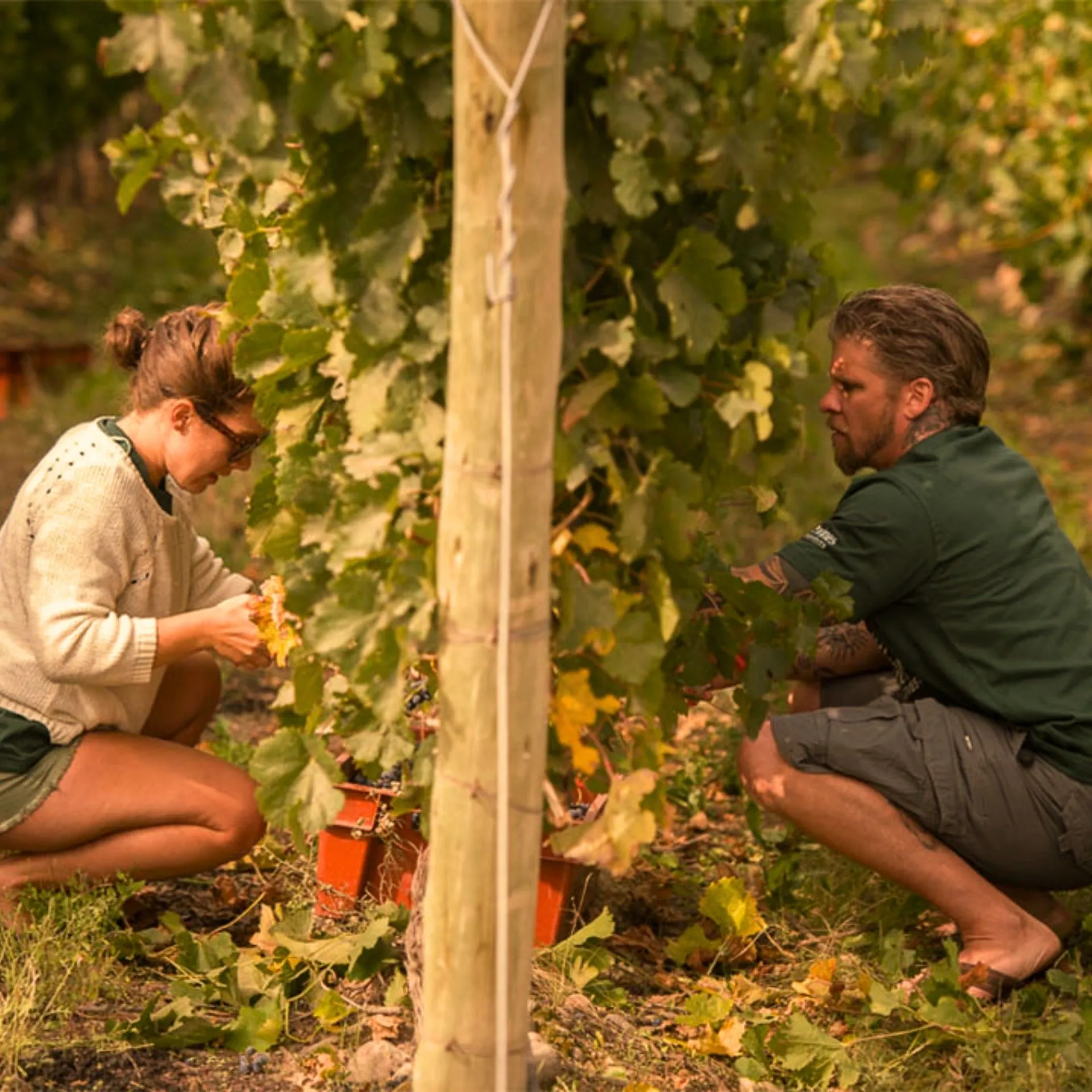 Experiencia de team building entre viñedos en Mendoza